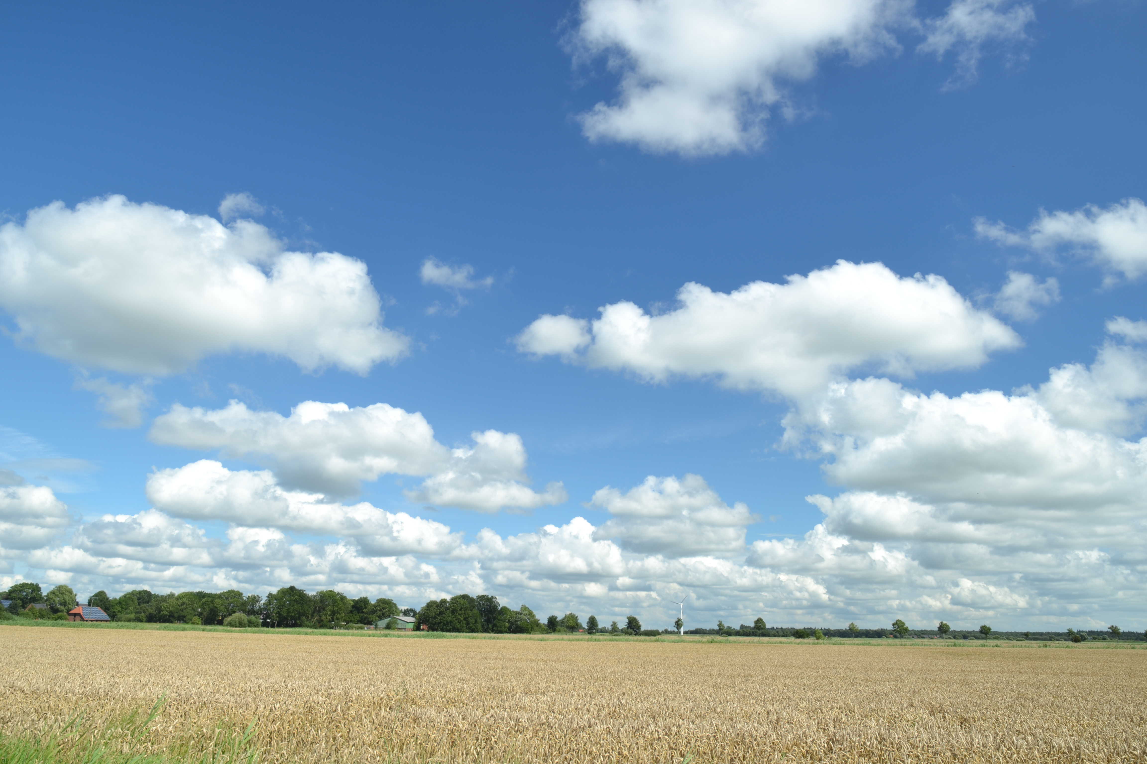 Dithmarschen im Sommer