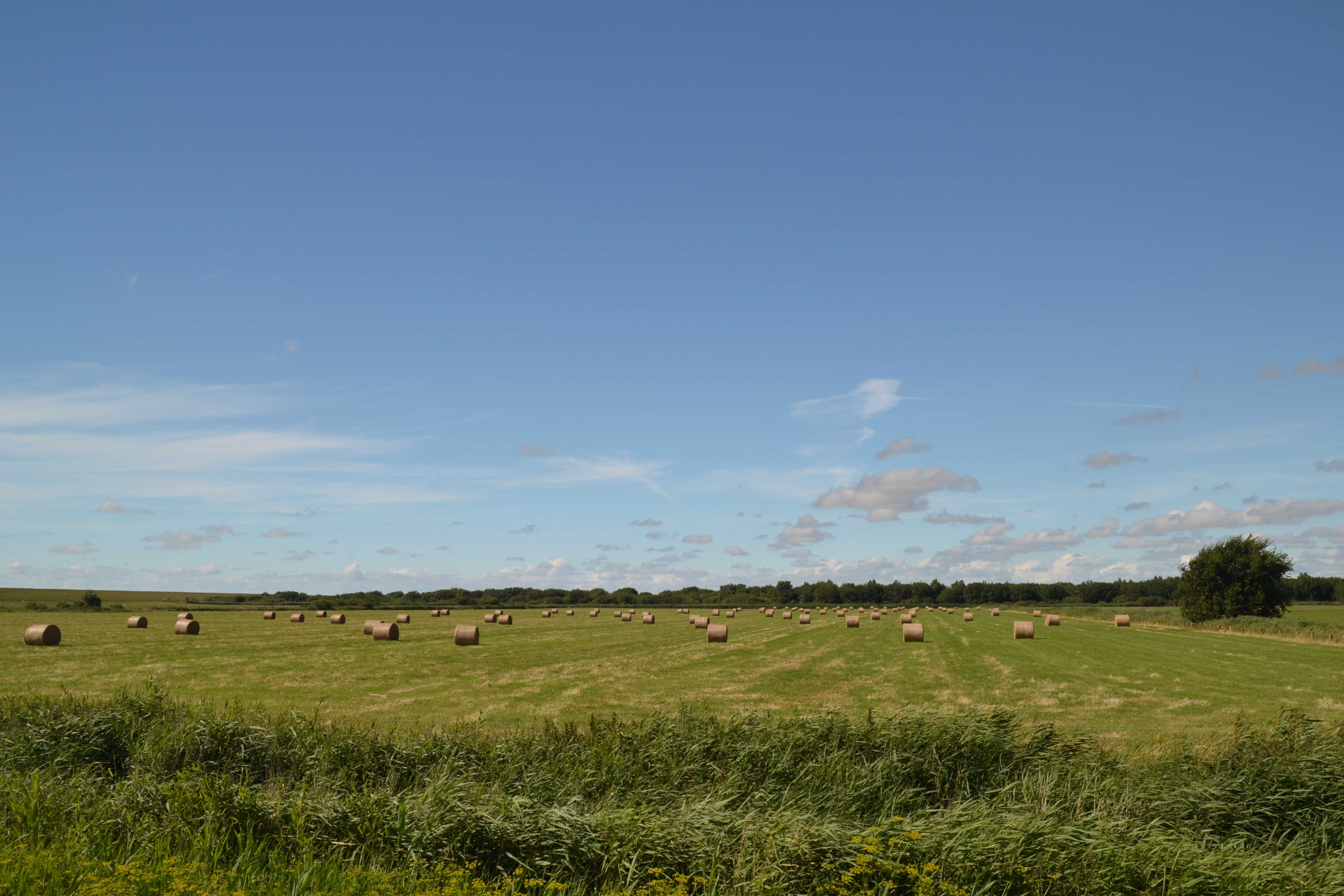 Landschaft in Dithmarschen