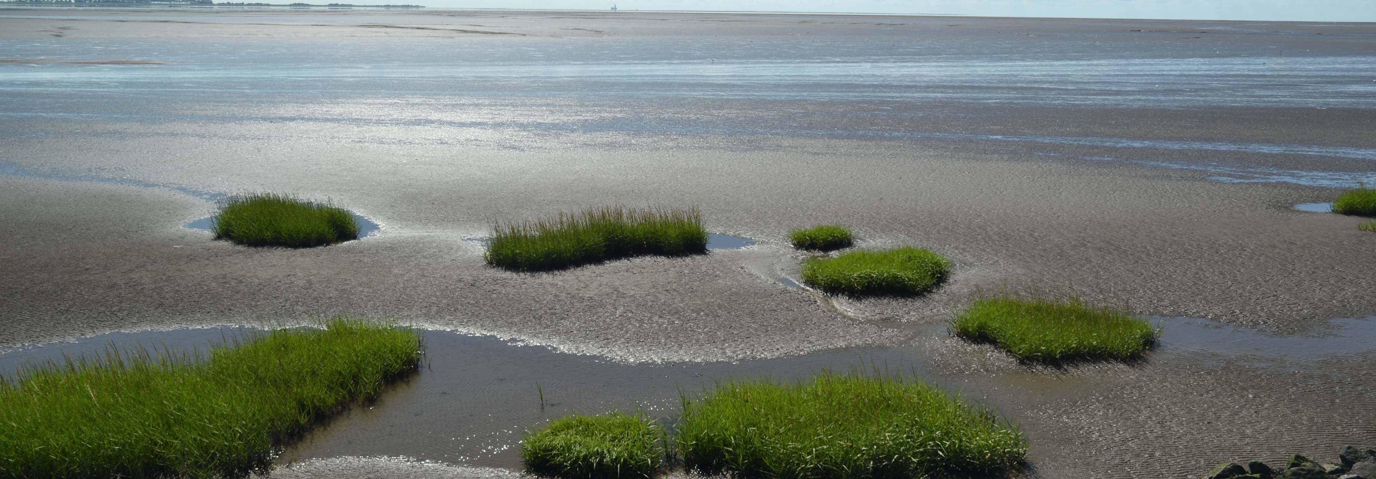 de Waddenzee