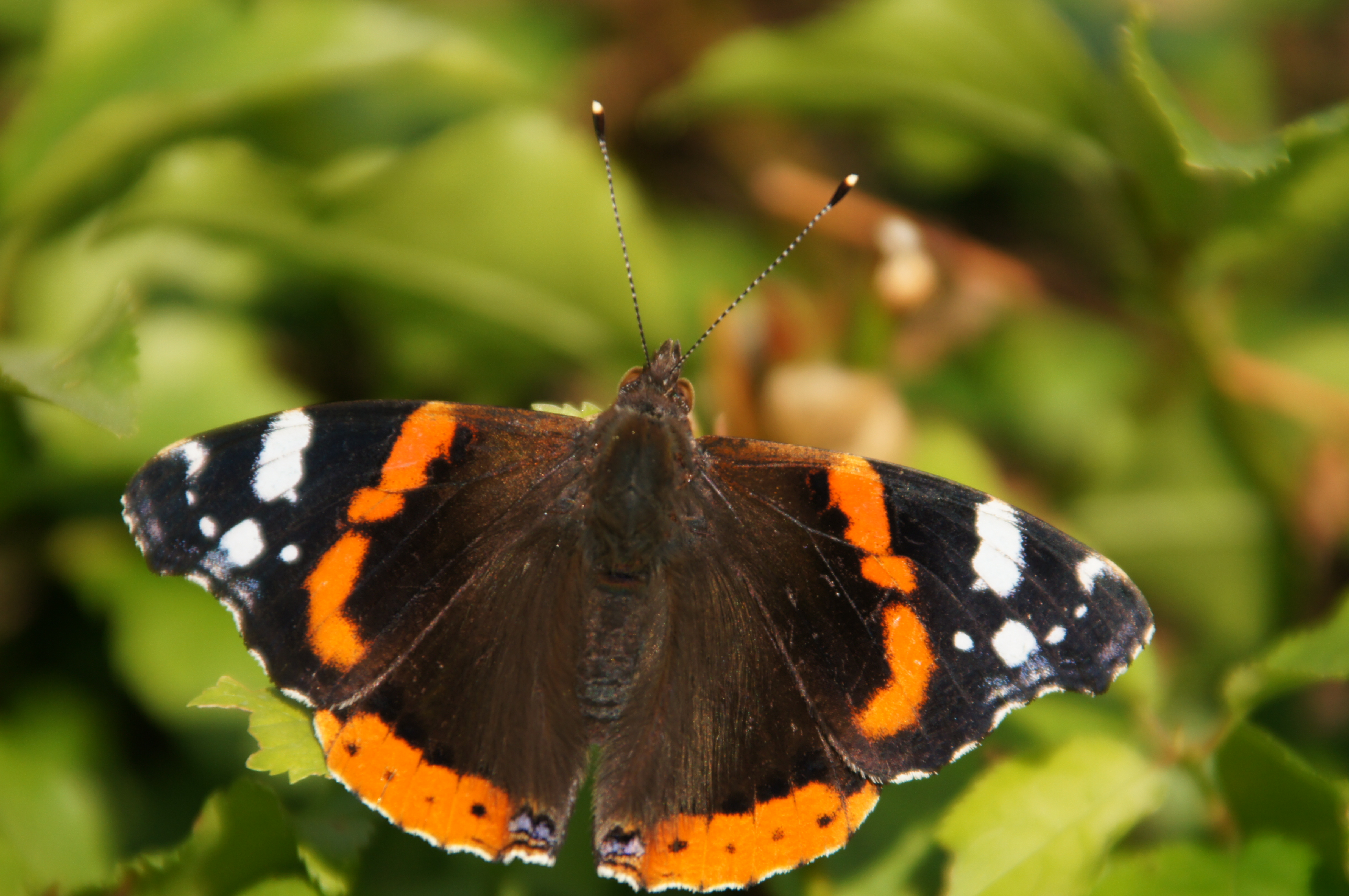 Schmetterling