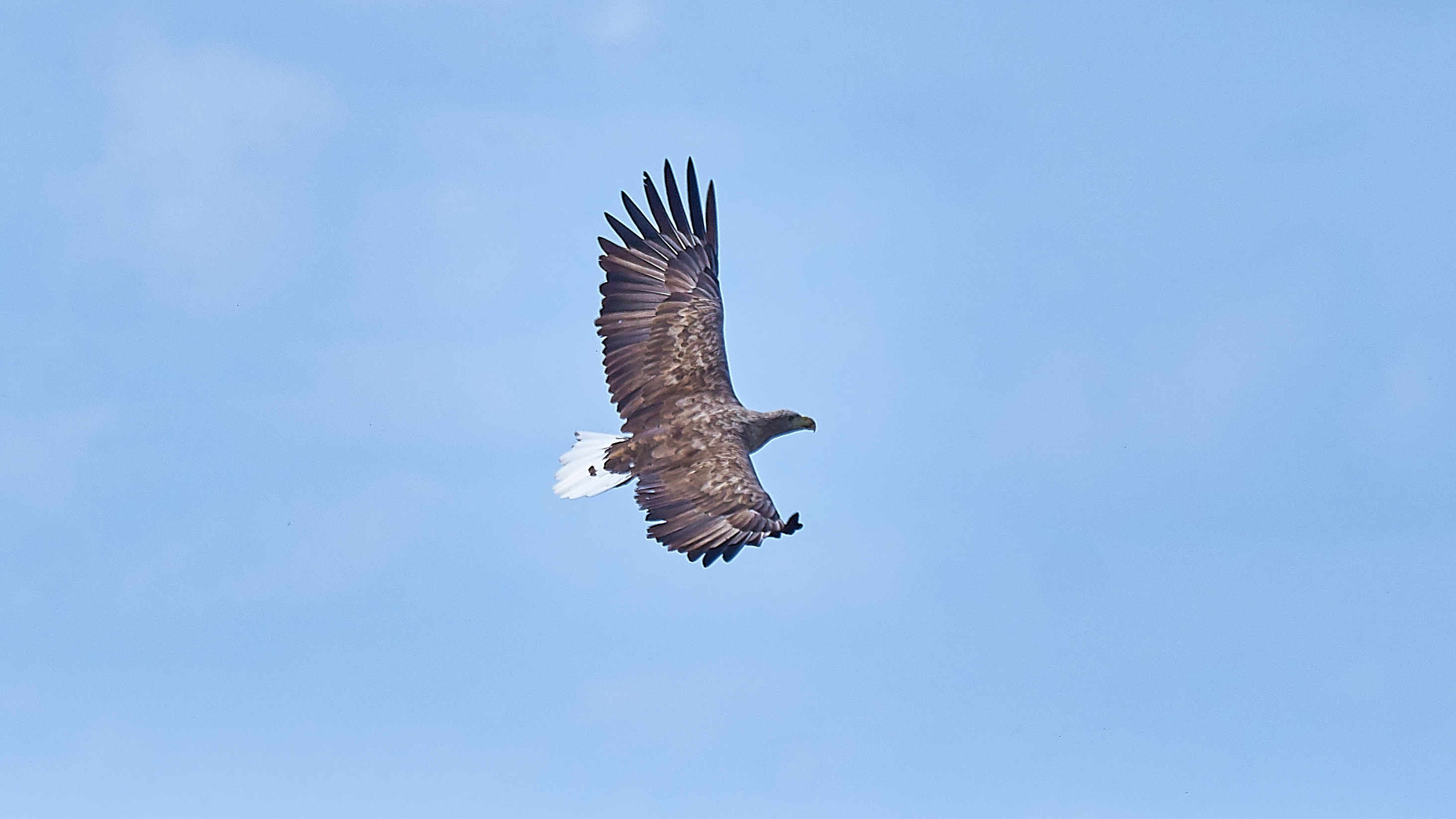 Seeadler